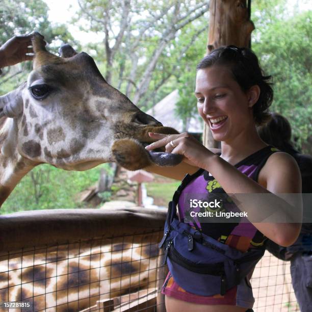 Jirafa De Alimentación Foto de stock y más banco de imágenes de Jirafa - Jirafa, Zoológico, Alimentar