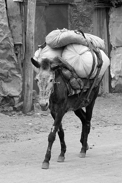 노새 휴대용 싣다 - animal africa ethiopia mule 뉴스 사진 이미지