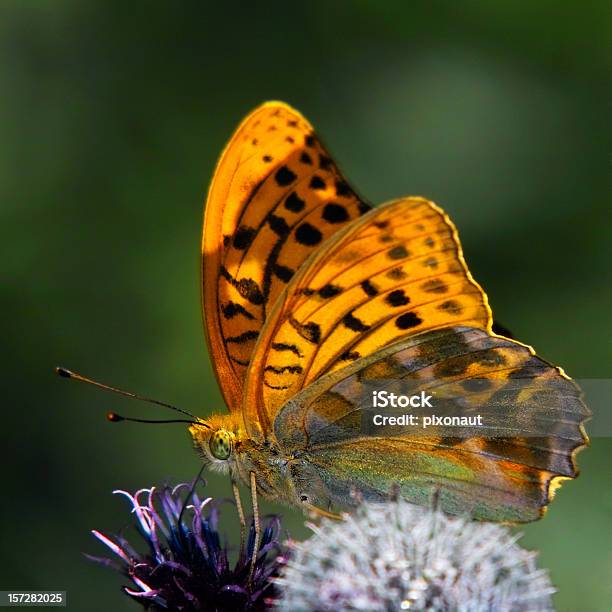 Farfalla - Fotografie stock e altre immagini di Ambientazione esterna - Ambientazione esterna, Arancione, Bellezza naturale