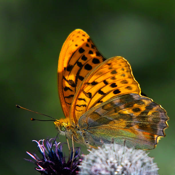 Orange Monarch on a flower
