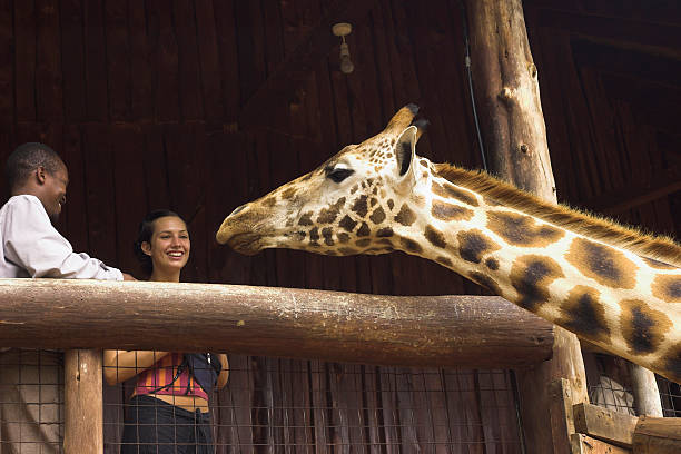 girafe - rothschild photos et images de collection