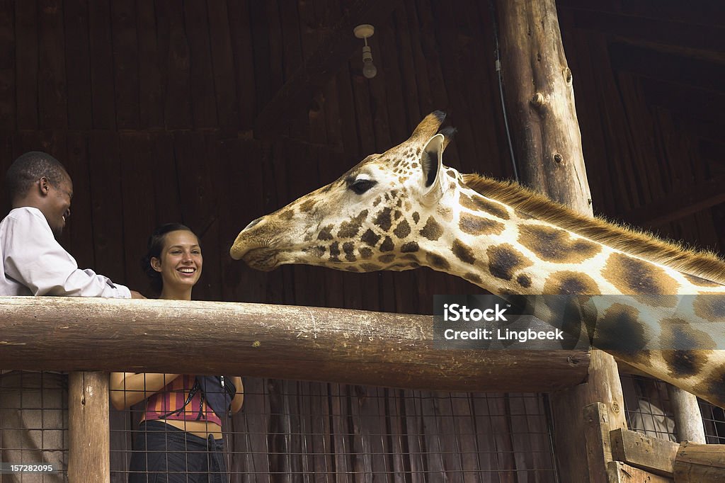 Girafa - Royalty-free Jardim Zoológico Foto de stock