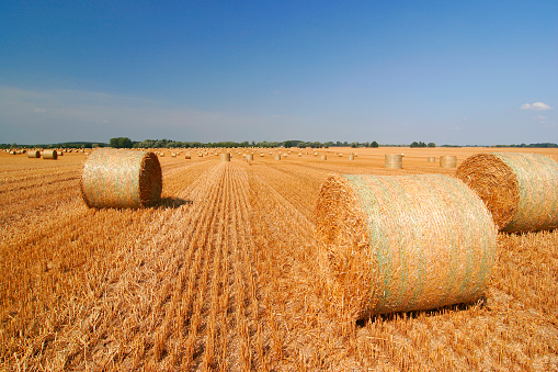 Agriculture field after harvest with large bales of hay in a wheat field.