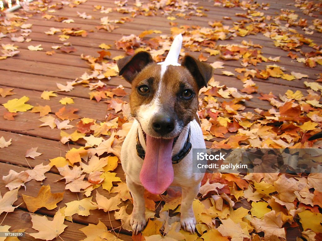 Outono sabor agradável! - Royalty-free Cão Foto de stock