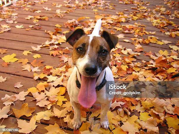 Outono Sabor Agradável - Fotografias de stock e mais imagens de Cão - Cão, Folha, Língua de Fora