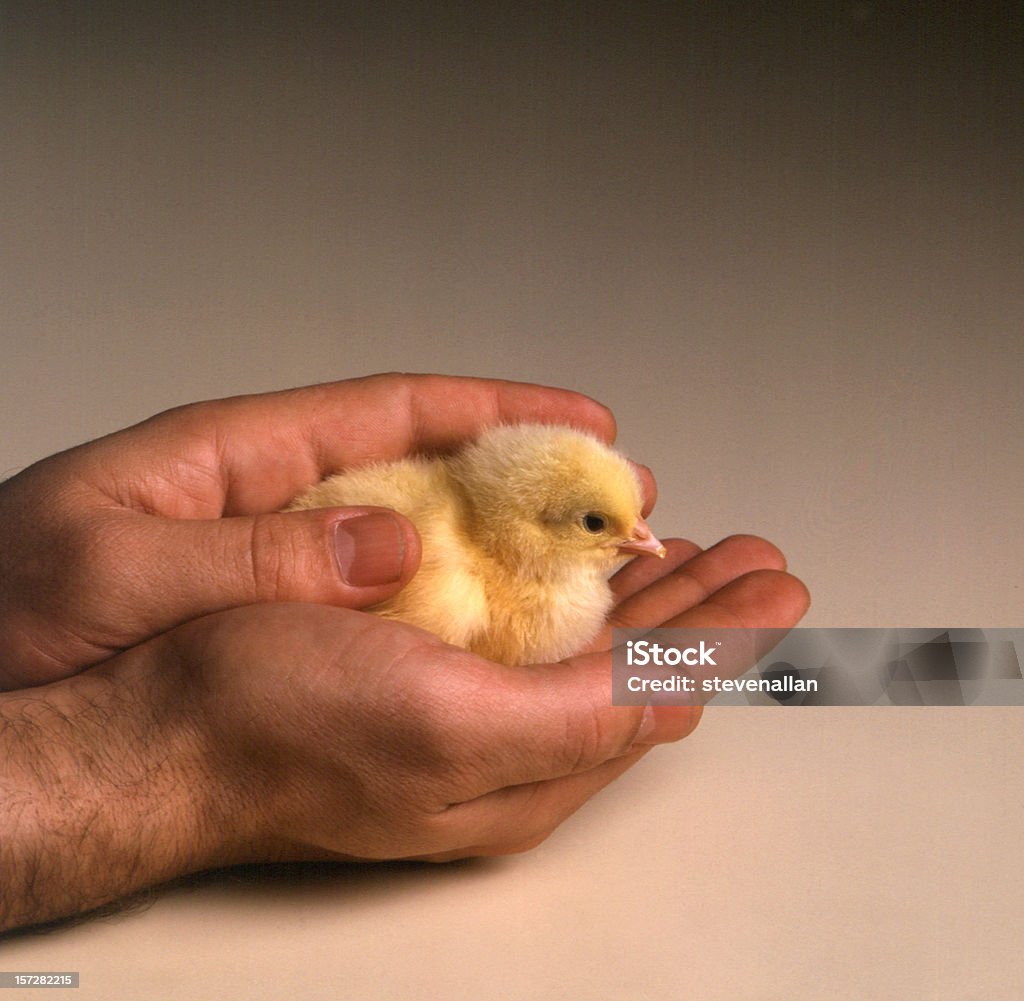 Chick  Baby Chicken Stock Photo