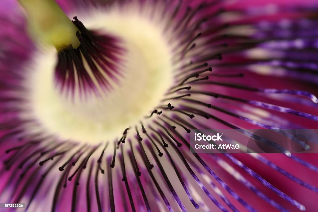 Apaixonado lashes-abstrato de Passiflora - Royalty-free Passiflora Foto de stock