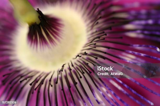 Apaixonado Lashesabstrato De Passiflora - Fotografias de stock e mais imagens de Passiflora - Passiflora, Abstrato, Erupção