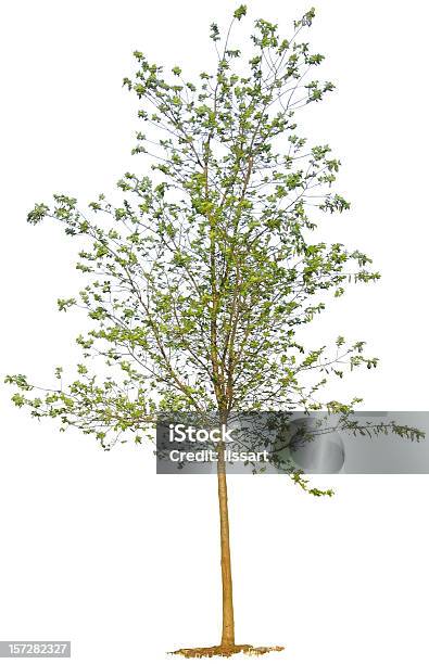 Árvore Jovem Em Fundo Branco - Fotografias de stock e mais imagens de Árvore jovem - Árvore jovem, Árvore, Figura para recortar