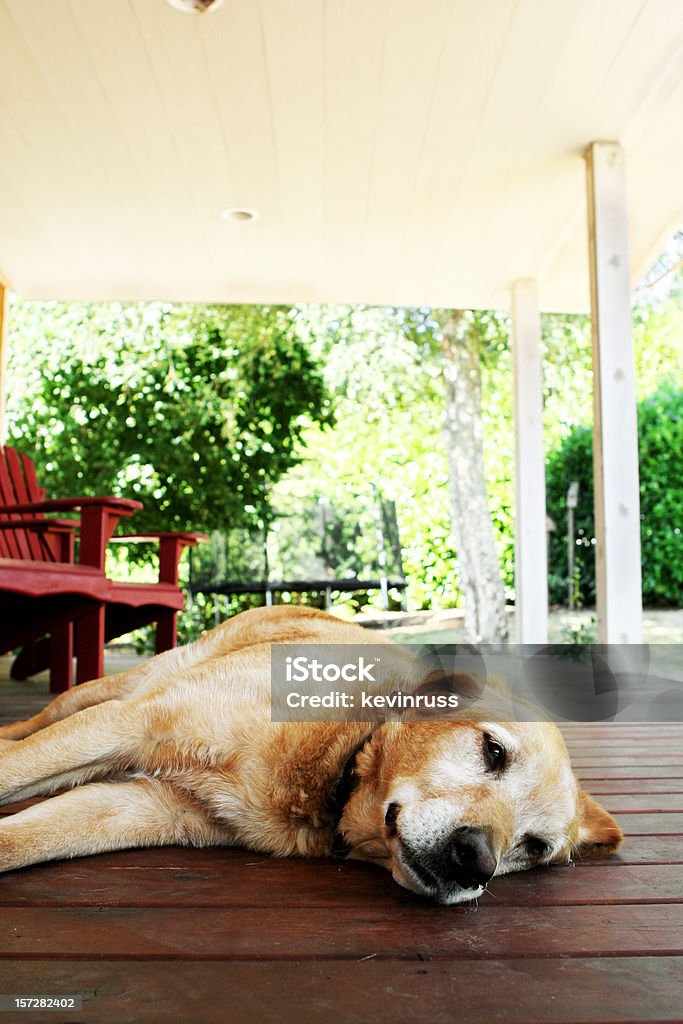 Старый собака, вращающийся на Veranda - Стоковые фото Выигрывать роялти-фри