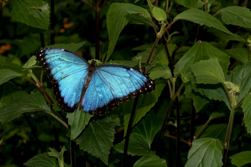 Blue Morphos butterfly resting on gravel.