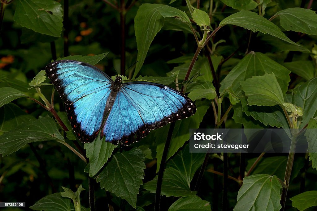 Blue Morpho Butterfly  Butterfly - Insect Stock Photo