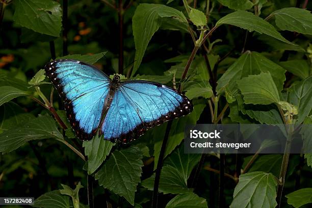 Blue Morpho Butterfly Stock Photo - Download Image Now - Butterfly - Insect, Amazon Rainforest, Blue