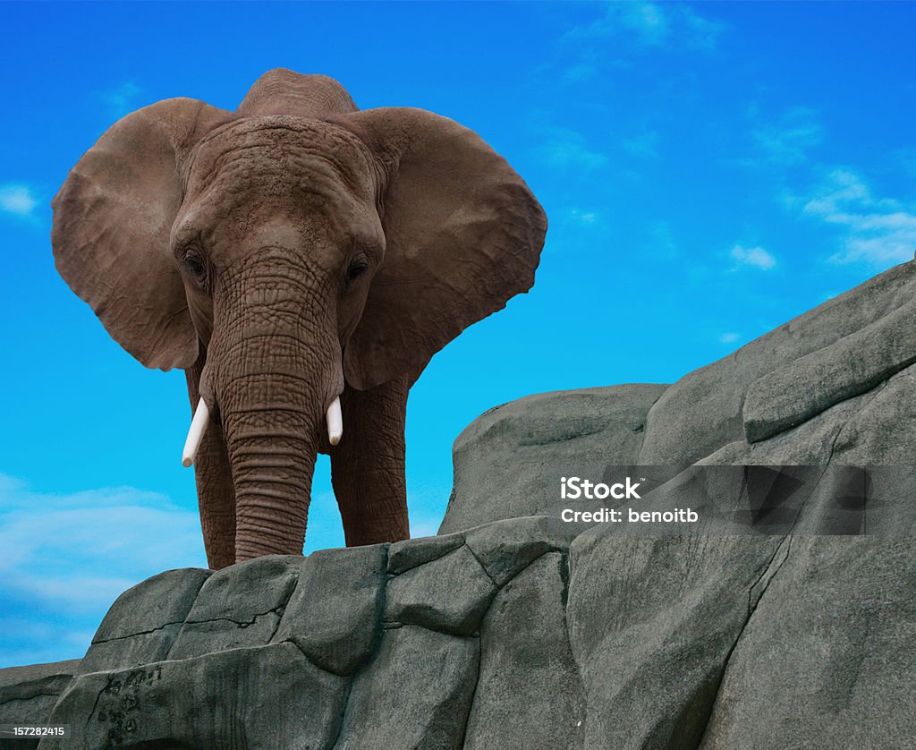 Elefante - Royalty-free 2000-2009 Foto de stock
