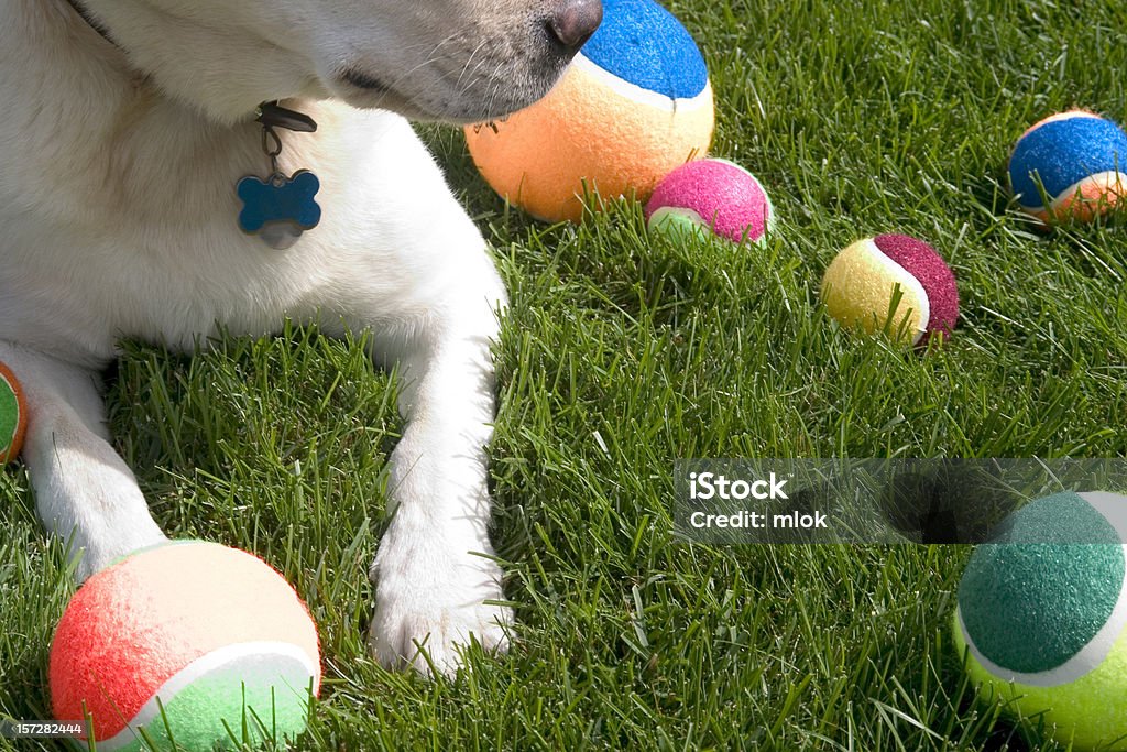 Hund Spielzeug - Lizenzfrei Bunt - Farbton Stock-Foto