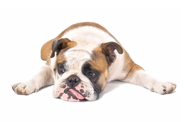 犬タイアード - english bulldog ストックフォトと画像