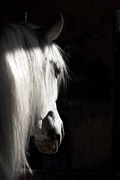 White Horse High Contrast stock photo