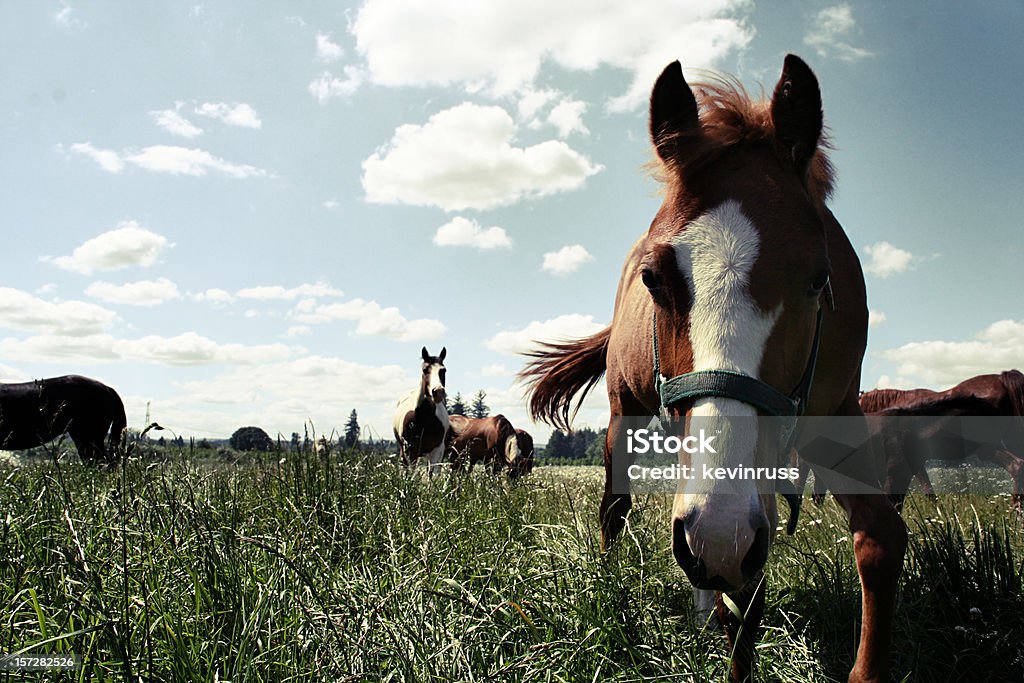 Cavalos no Campo Grande - Foto de stock de Cavalo - Família do cavalo royalty-free