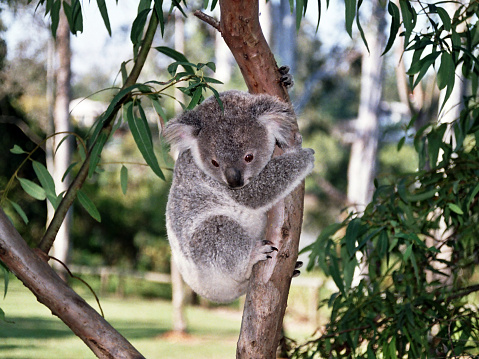 Koala in a wildlife park in Victoria Australia