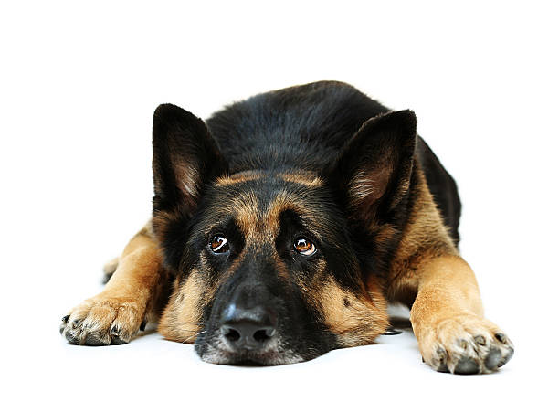 Tired German Shepard stock photo