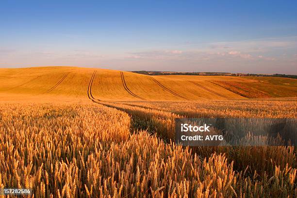 小麦のフィールド - Horizonのストックフォトや画像を多数ご用意 - Horizon, イルミネーション, カラー画像