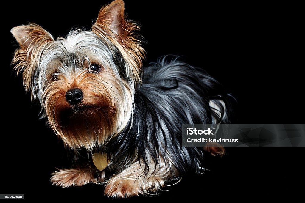 Curioso piccolo cane - Foto stock royalty-free di Yorkshire Terrier