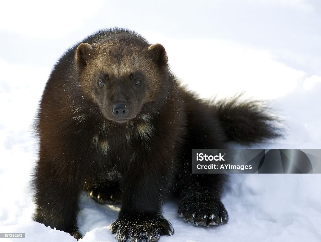 Carcajou (G. gulo - Photo de Carcajou libre de droits