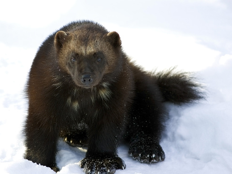 A wolverine (Gulo gulo) in snow on a sunny day, an endangered species in Sweden. A close up view with the wolverine looking at the camera.