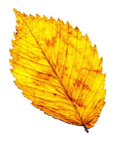 Plane tree autumn dry brown leaf lower side isolated on white background. Platanus orientalis or Old World sycamore fall foliage.