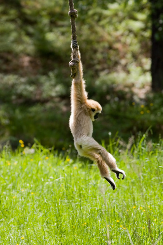 White gibbon swinging on a rope with green background. The natural habitat of the white-handed gibbon is in the tropical rainforests of southern and SE Asia, including Thailand, Malaysia, Indonesia and Burma. These gibbons rarely descend to the forest floor.