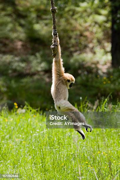 Gibãodemãosbrancas - Fotografias de stock e mais imagens de Agilidade - Agilidade, Animal, Animal Cativo