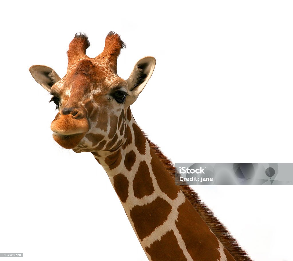 Giraffa (1 - Foto stock royalty-free di Scontornabile