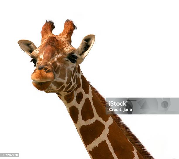 Giraffa 1 - Fotografie stock e altre immagini di Scontornabile - Scontornabile, Animale, Animale da safari