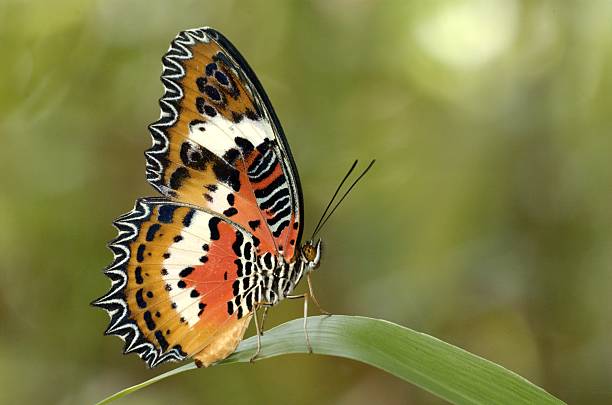 malese crisopa (cethosia hypsea) a singapore - nymphalid foto e immagini stock