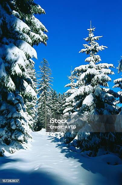 Floresta De Inverno Ii - Fotografias de stock e mais imagens de Abeto - Abeto, Ao Ar Livre, Aventura