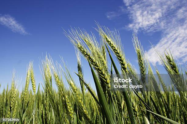 녹색 위트 Against Blue Sky 건강한 식생활에 대한 스톡 사진 및 기타 이미지 - 건강한 식생활, 곡초류, 날것