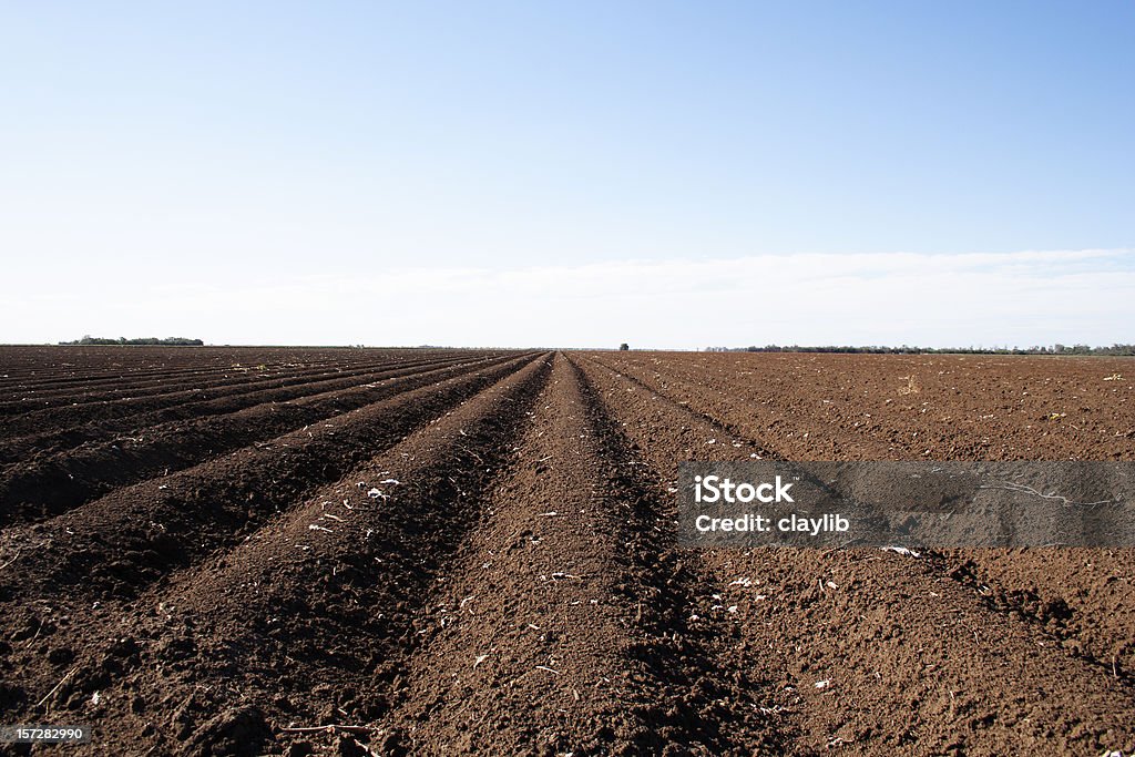 Ampia ettari di terreno agricolo in cotone - Foto stock royalty-free di Terreno