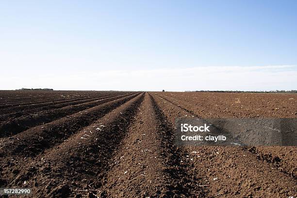 Ampia Ettari Di Terreno Agricolo In Cotone - Fotografie stock e altre immagini di Terreno - Terreno, Pianta di cotone, Raccolto