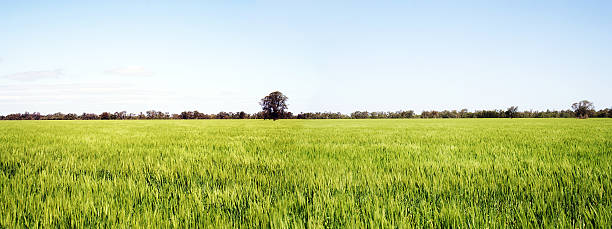 golden fields of wheat panorama stock photo