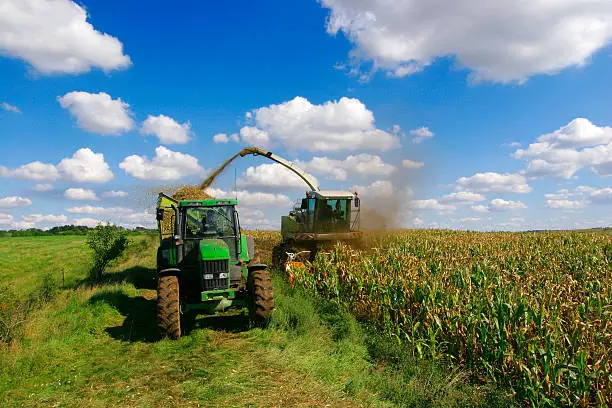 Photo of Harvest