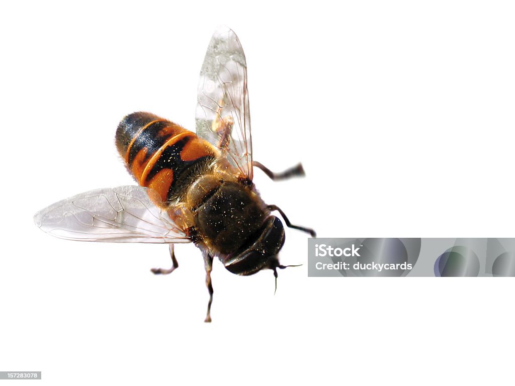 Syrphid Fly - Стоковые фото Белый фон роялти-фри
