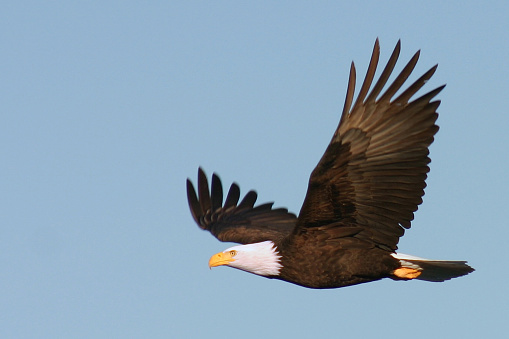 Bald eagle in level flight