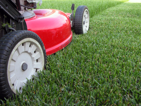 Lawn mower cutting green grass outdoors in backyard, green thuja trees on the background. Gardening concept, Summer vibes