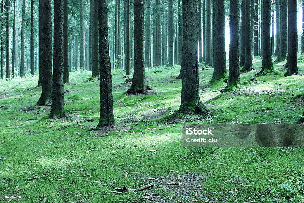 Fairy tale forest Autumn Stock Photo