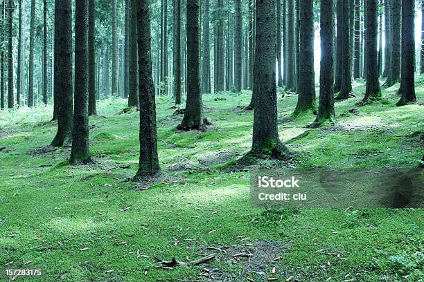 Fairy Tale Forest Stock Photo - Download Image Now - Autumn, Black Color, Blue