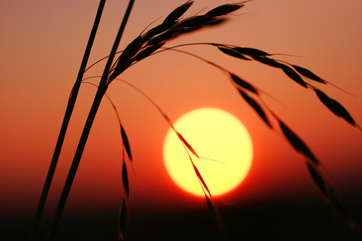 Grass macro against setting sun