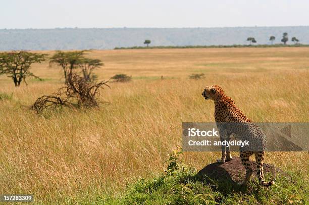 Cheetah 01 Stock Photo - Download Image Now - Africa, Animal, Animal Wildlife