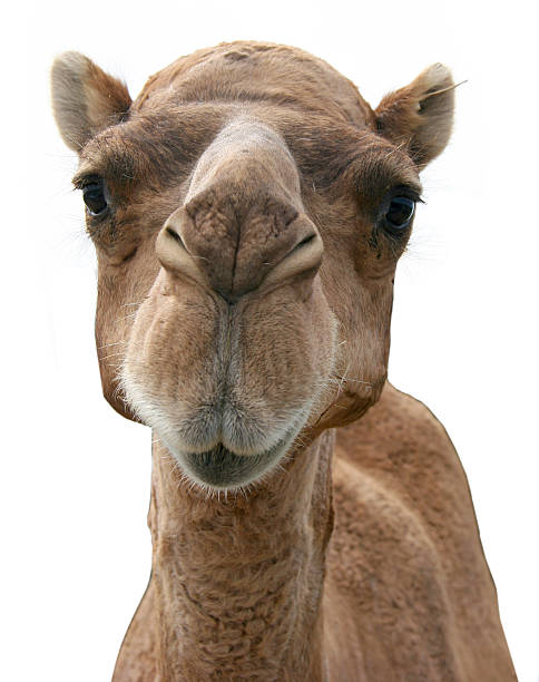 fotografía de un camello's face sobre un fondo blanco - camello dromedario fotografías e imágenes de stock