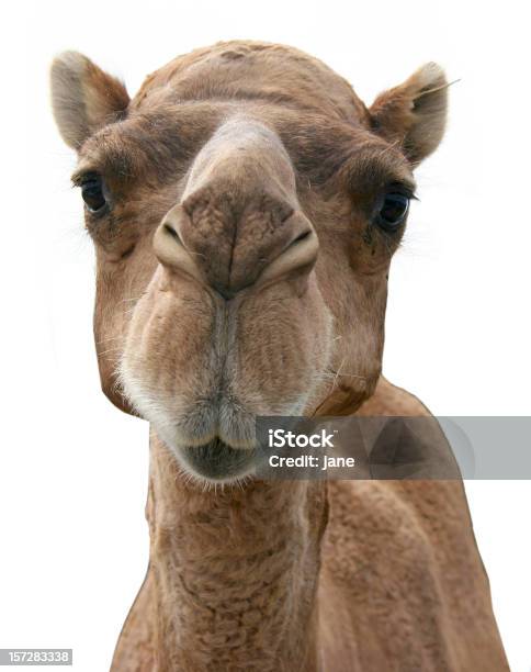 Retrato De Um Camelo É Cara Em Um Fundo Branco - Fotografias de stock e mais imagens de Camelo - Camelo, Figura para recortar, Cabeça de animal