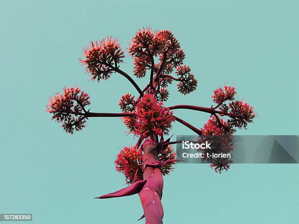 Agava Surreal Stockfoto und mehr Bilder von Blume - Blume, Cinque Terre, Italien
